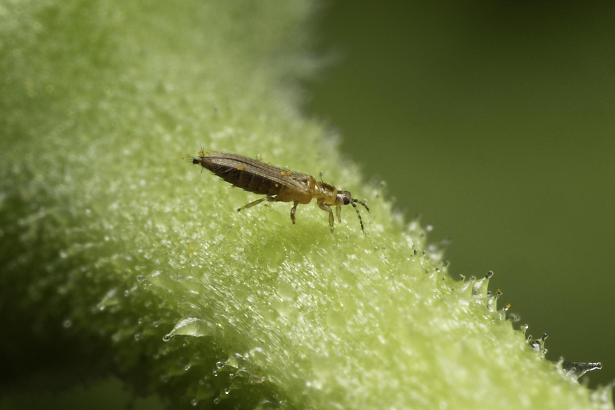 Thrips: Got Pests? : Board of Pesticides Control: Maine DACF