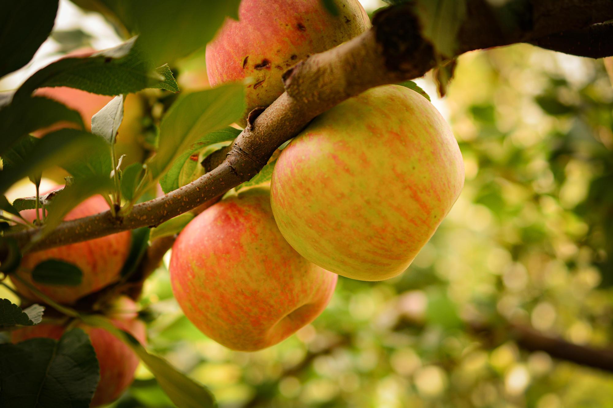 Organic Fuji Apple, Apples and Pears