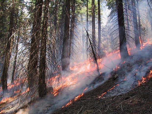 Evaluating fireline effectiveness across large wildfire events in  north-central Washington State, Fire Ecology