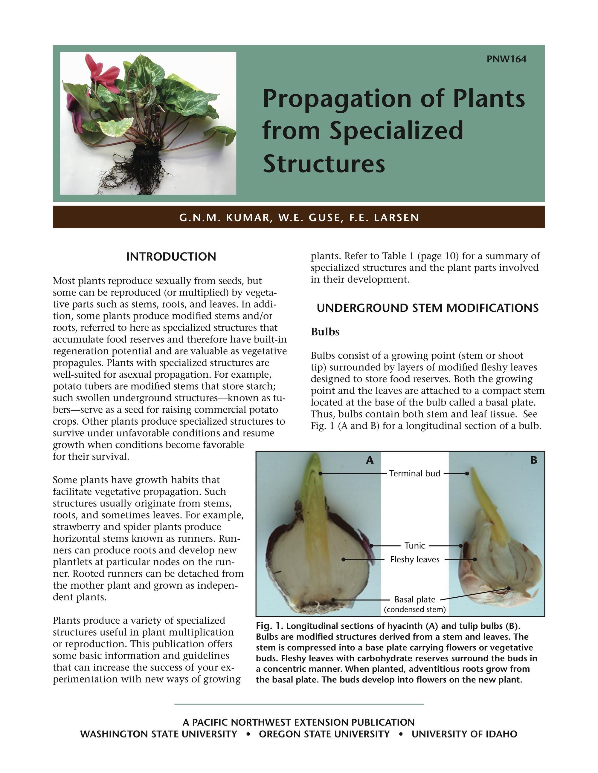 Image of Propagation of Plants from Specialized Structures publication