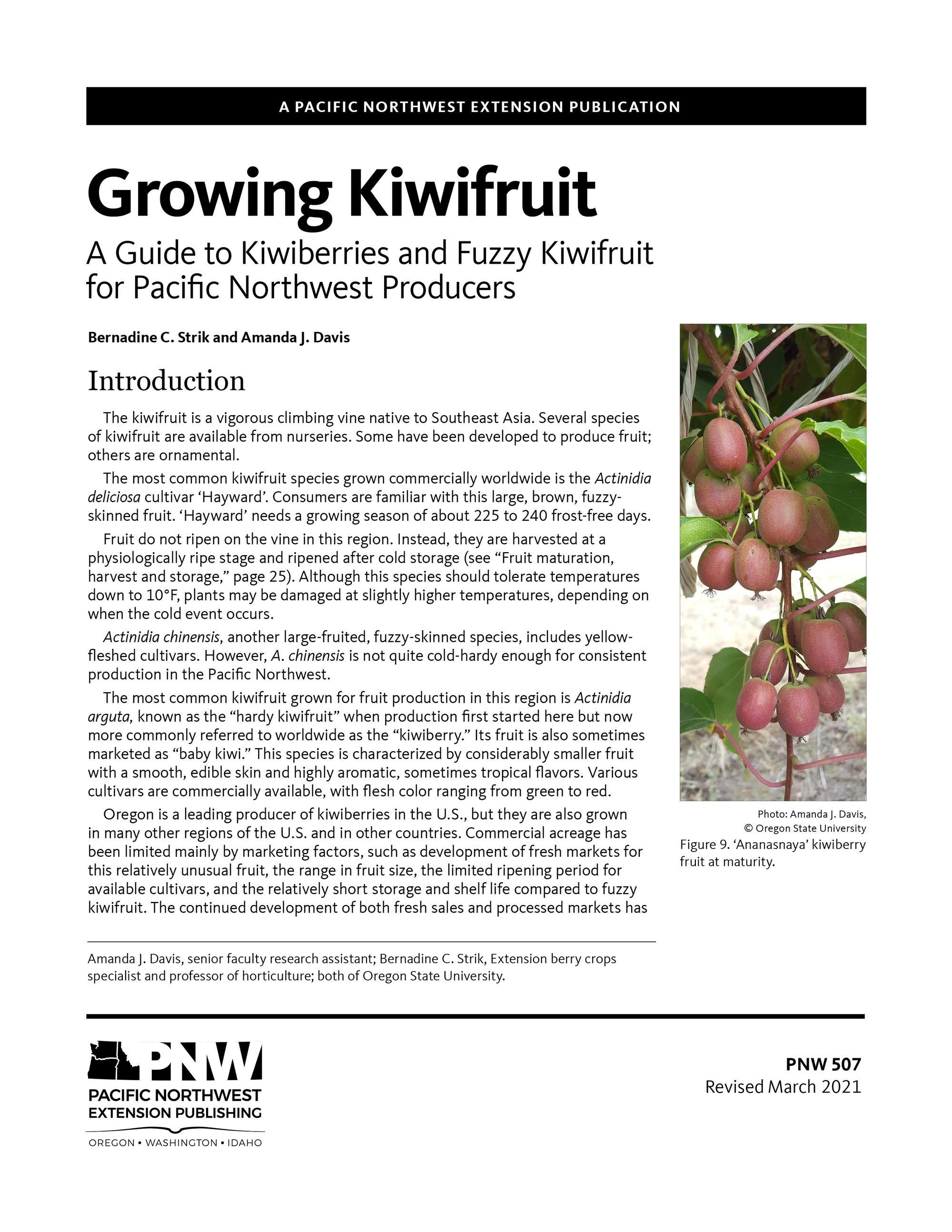 Organic Hayward Kiwi, 1 lb, Wild River