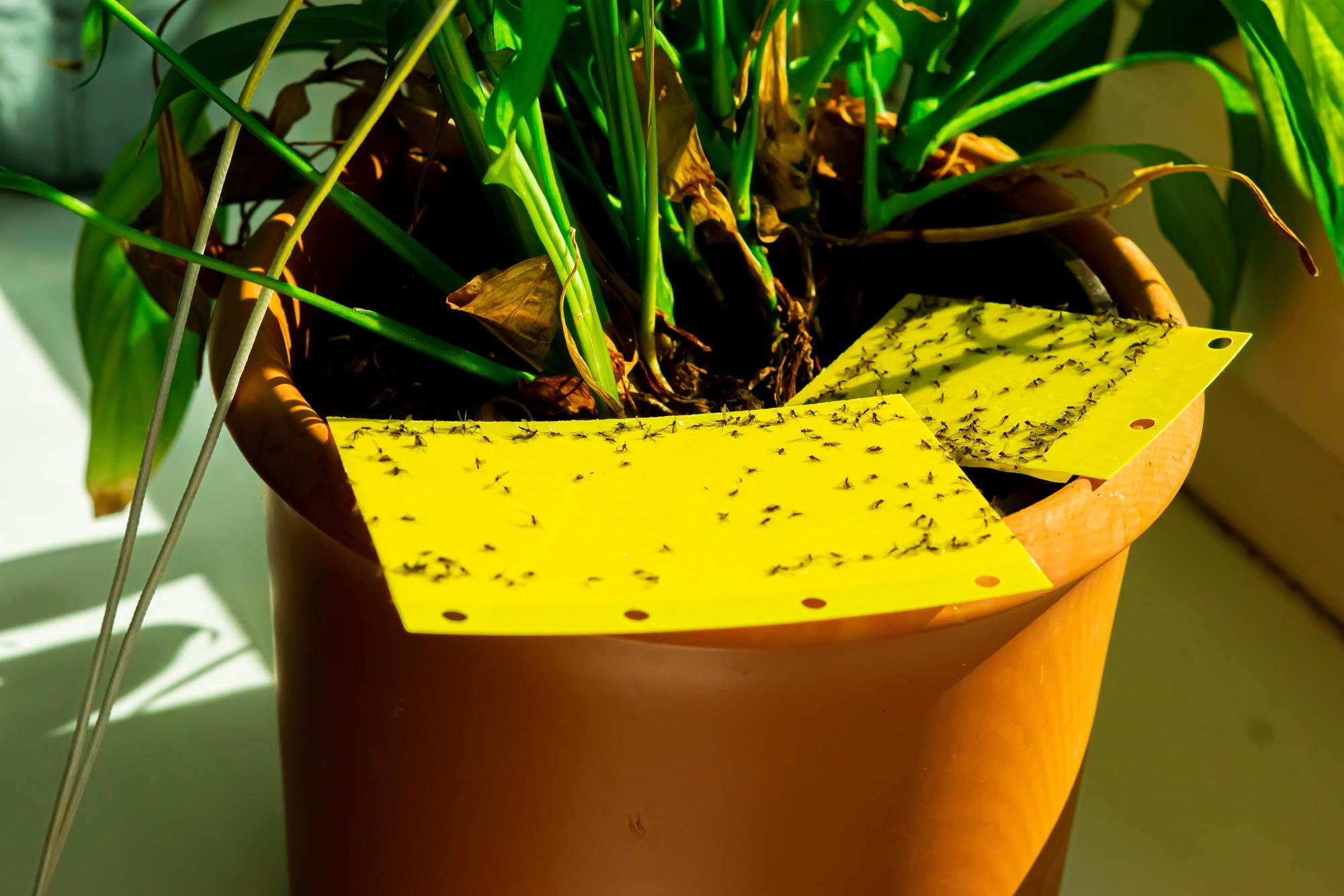 How to get rid of fungus gnats on your houseplants! 