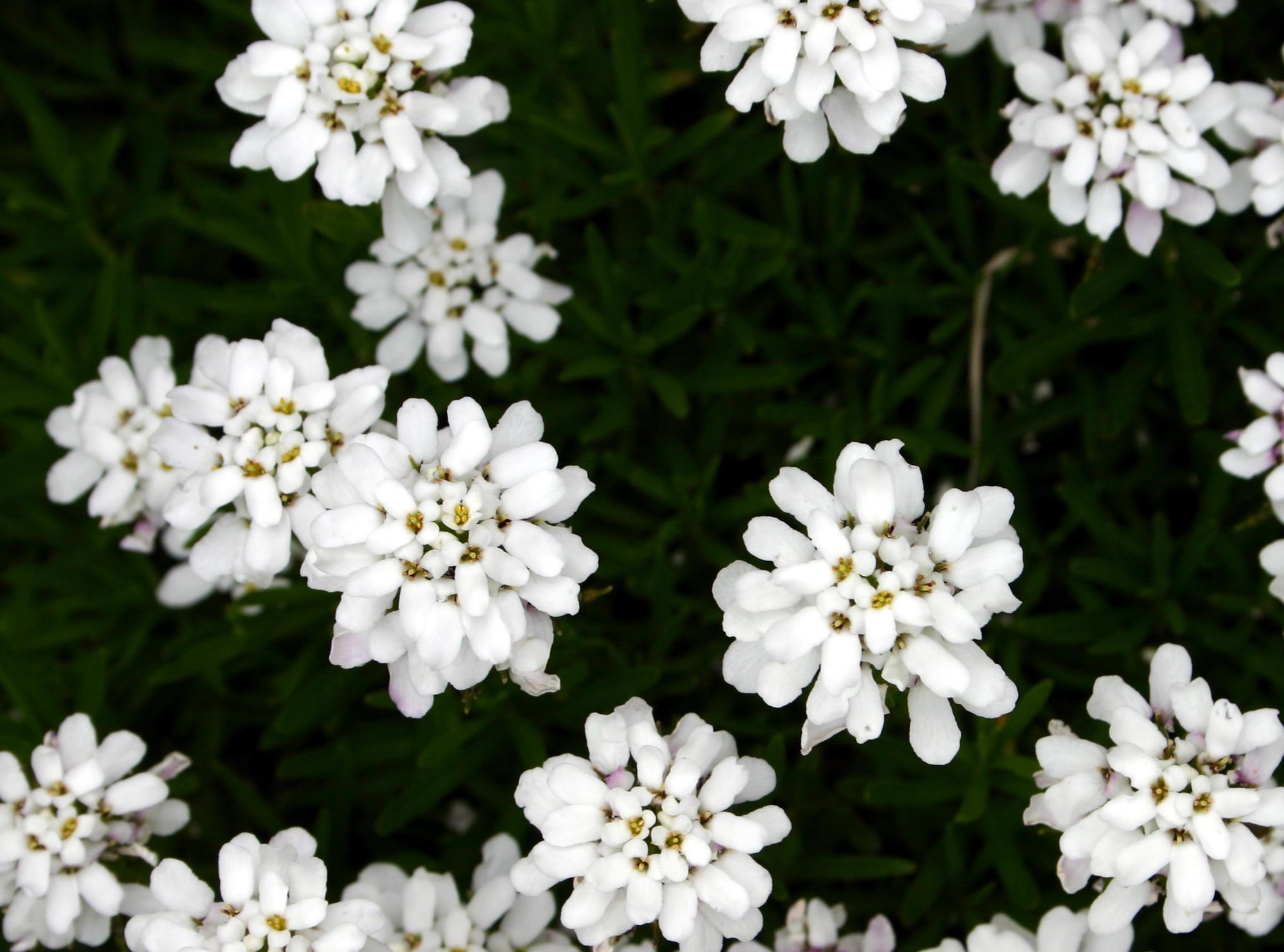 White blooms of a candytuft flower plant.