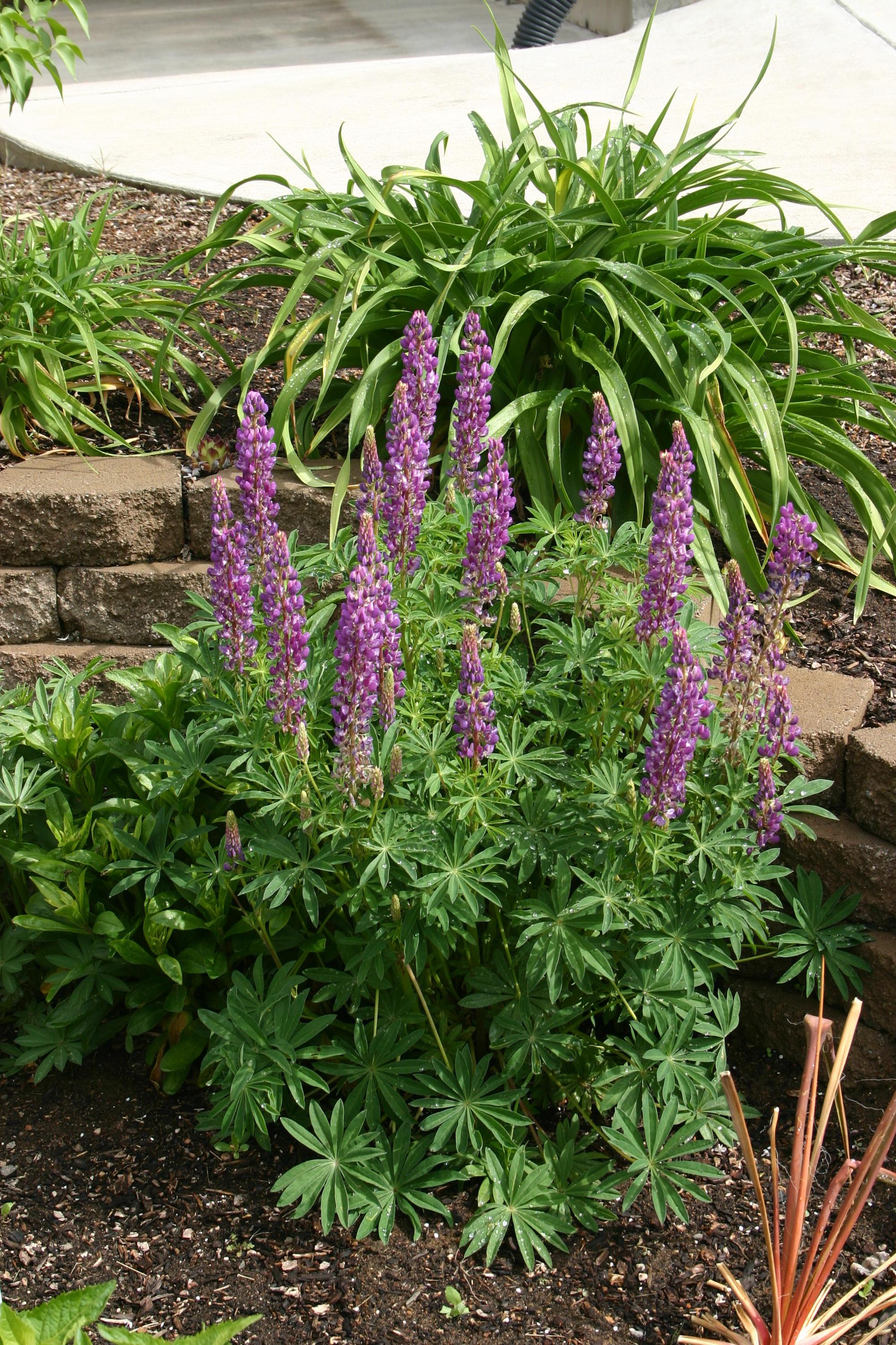 Purple spikes of blooms of a full, bushy lupine plant.