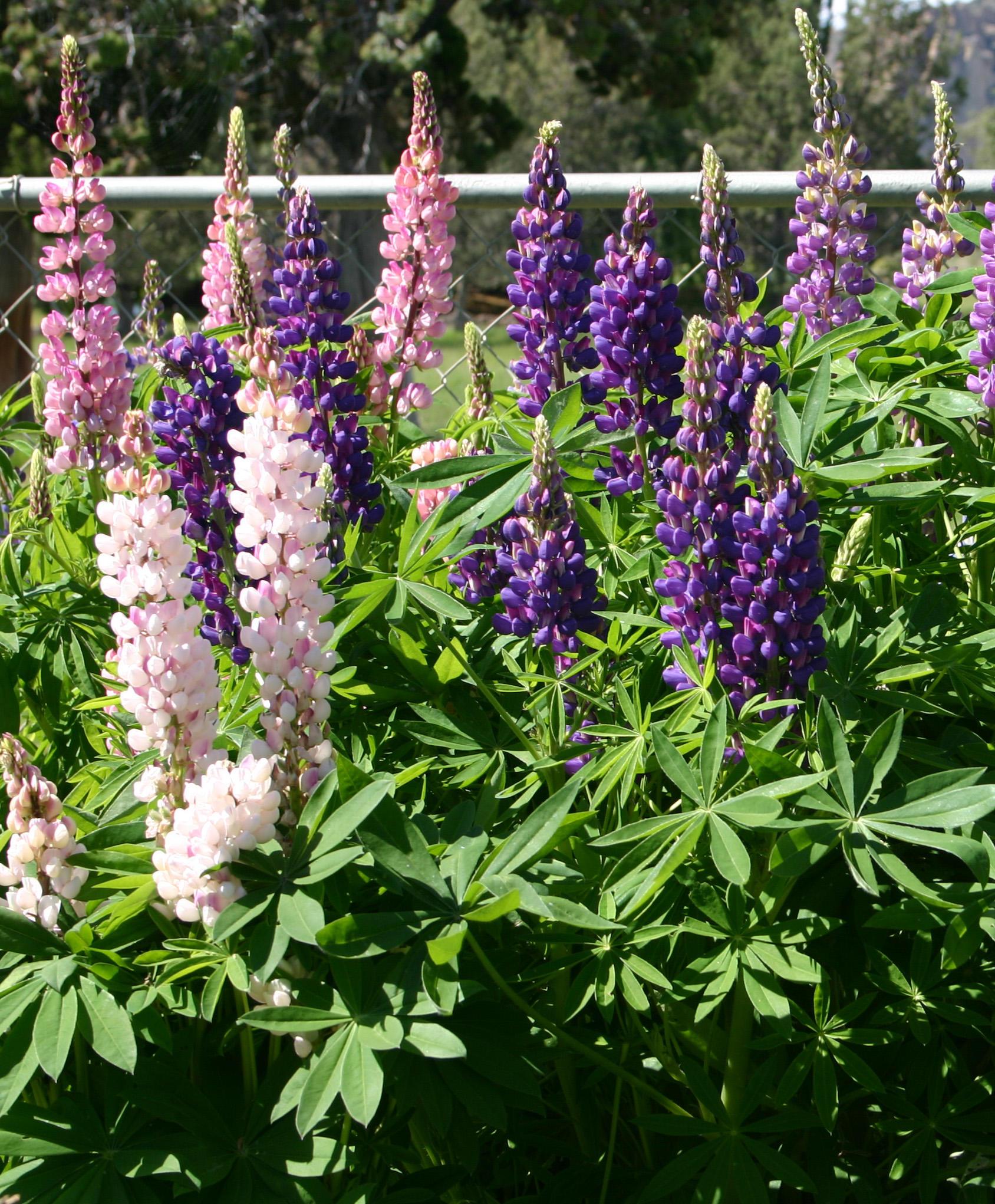 Lupine plants with blooms in various shades of pink and purple.