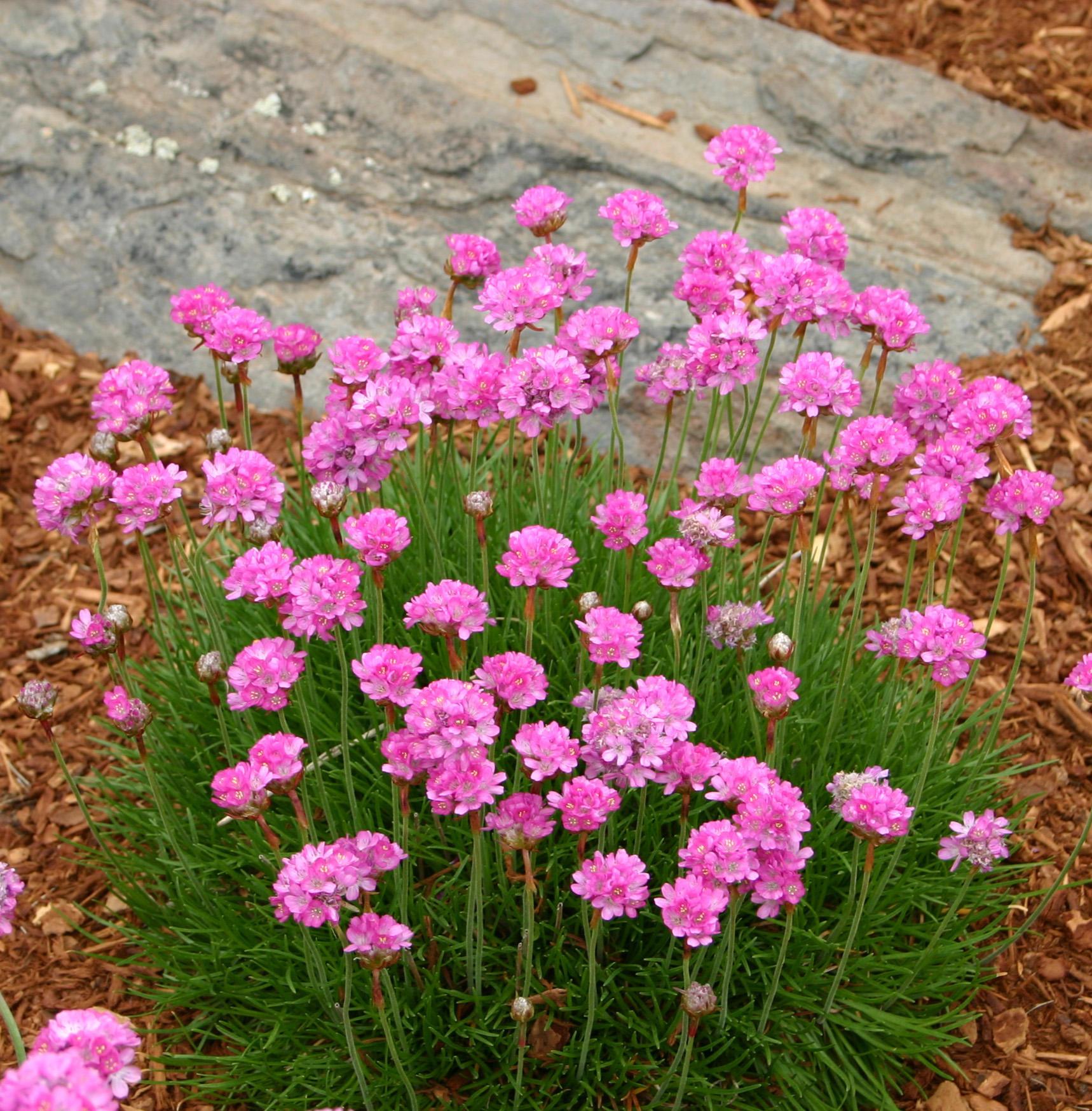 Dots of round pink blooms atop fernlike green foliage