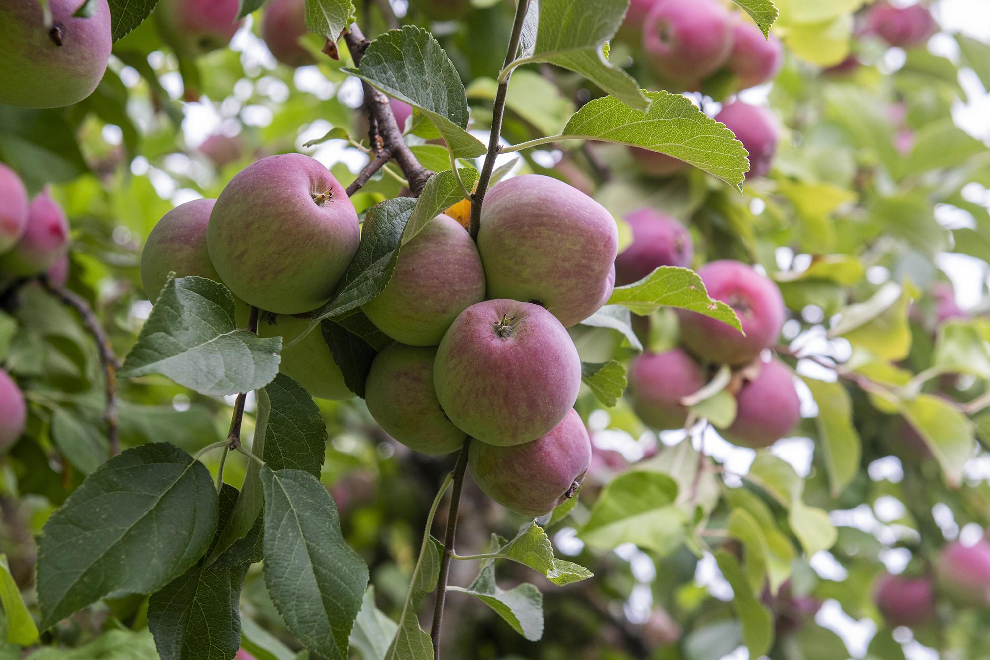 Best Practices for Growing Organic Apples in the Northeast