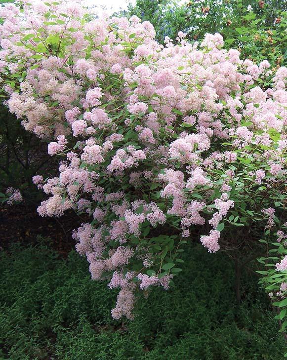 bush covered with clusters of small light pink flowers