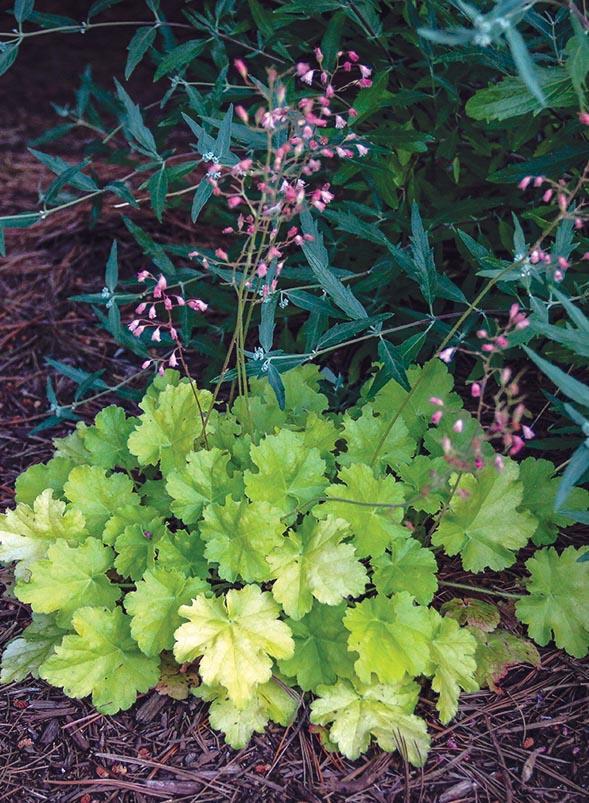 light pink flowers held above lime green leaves
