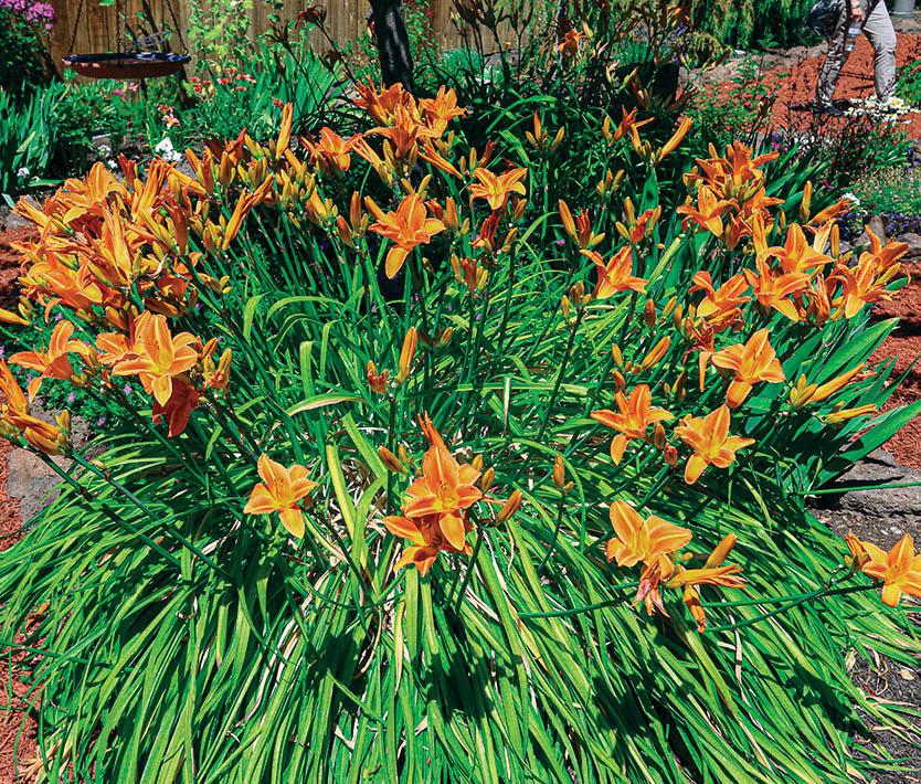 orange star-shaped blooms on spiky green foliage
