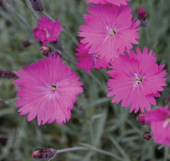 Three bright pink flowers with serrated petals against gray foliage