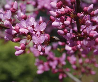cluster of small pink-purple flowers similar to lilac