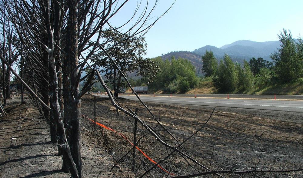 row of burned cypress shrubs to left of road