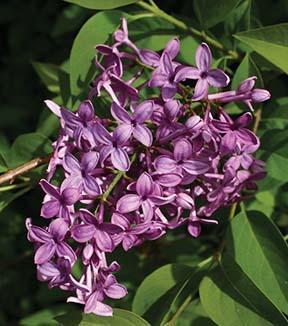 cluster of purple flowers