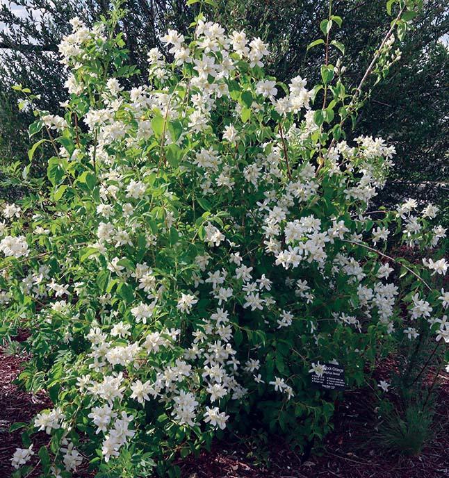 bushy shrub with clusters of white flowers
