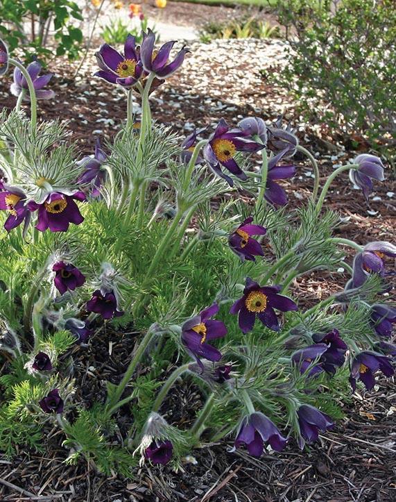 ferny foliage and dark purple flowers with yellow centers