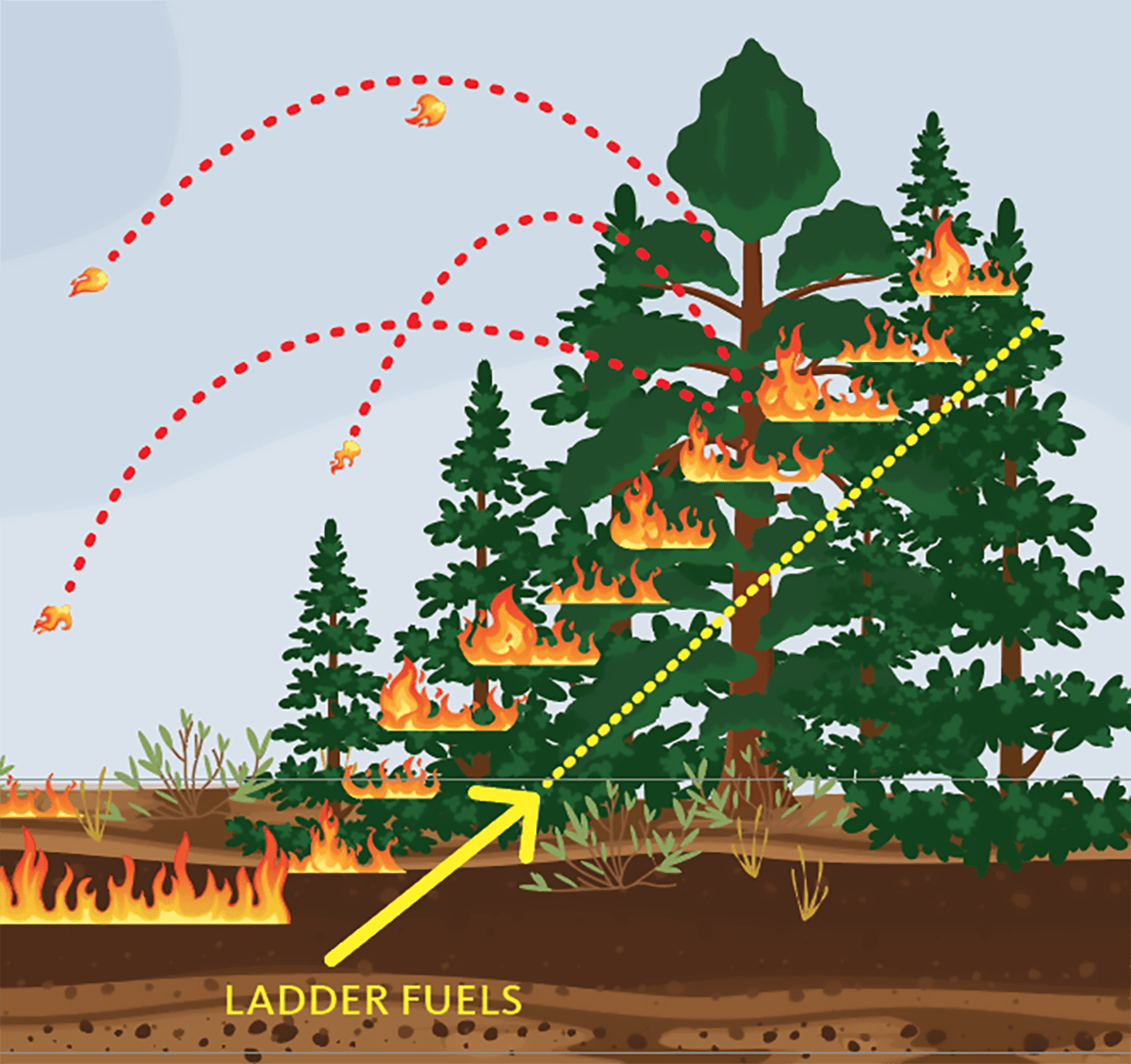 Ladder fuels allow fire to spread from lower-growing plants that are continuously connected to taller plants. Embers rain down from tall trees to lower-growing plants (fire spreads both ways).