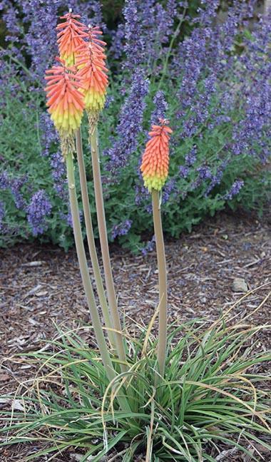 Four stalks of torch lily flowers against lavender background