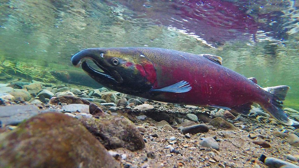The intriguing life of coho salmon and a conservation opportunity