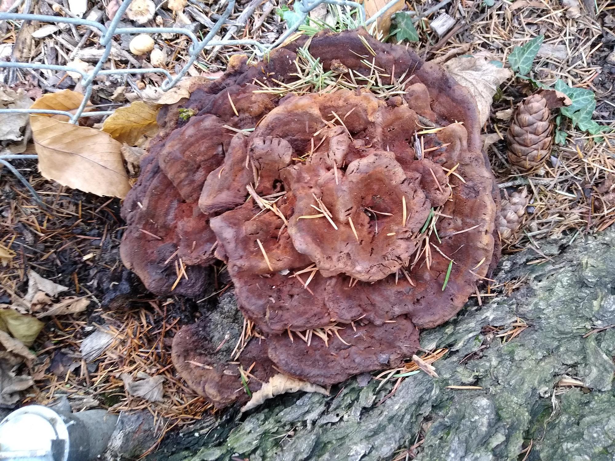 A photo of a fungus that could indicate internal decay in a Douglas-fir.