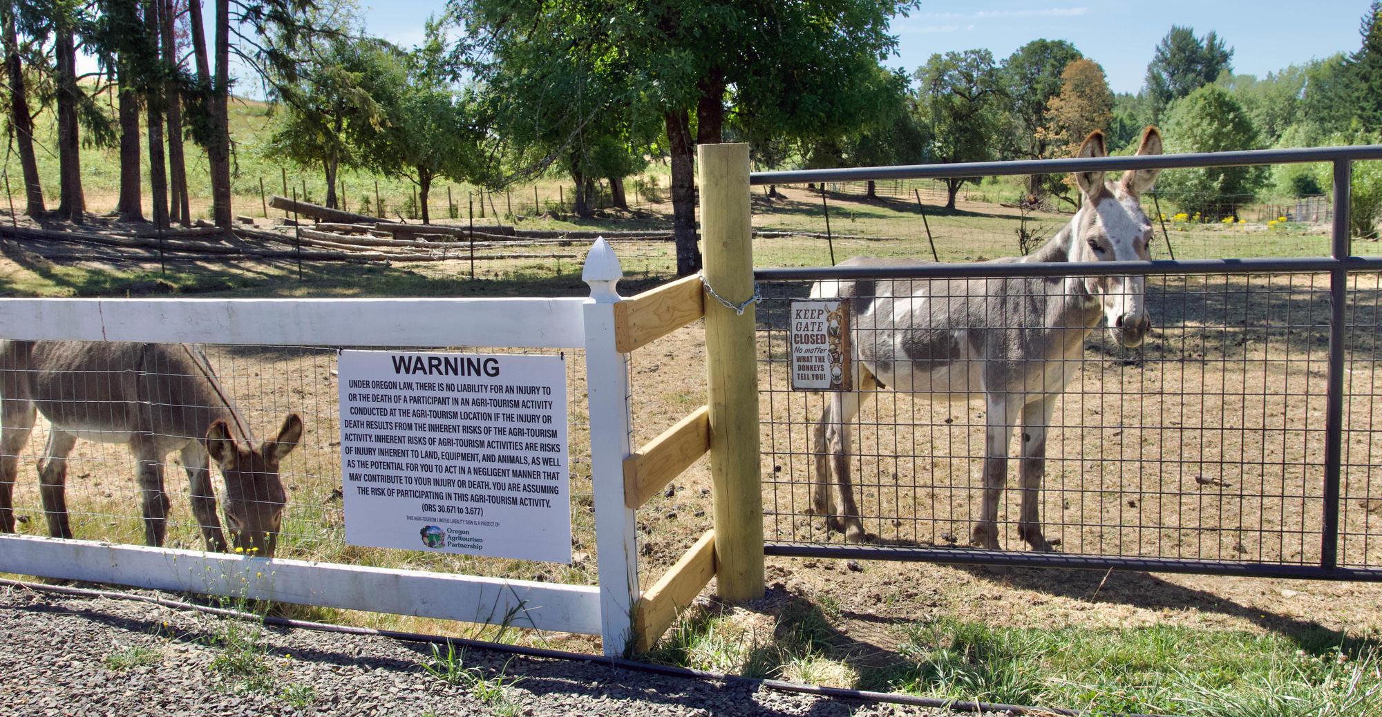 Two donkeys in a fenced pasture. Fence bears a warning sign.
