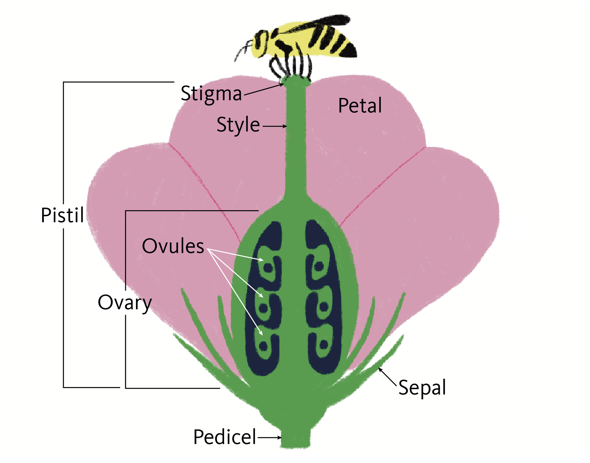 Reproductive plant parts | OSU Extension Service