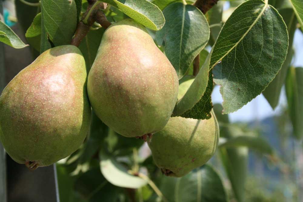 Bosc Pear Tree Info – How To Grow Bosc Pears At Home