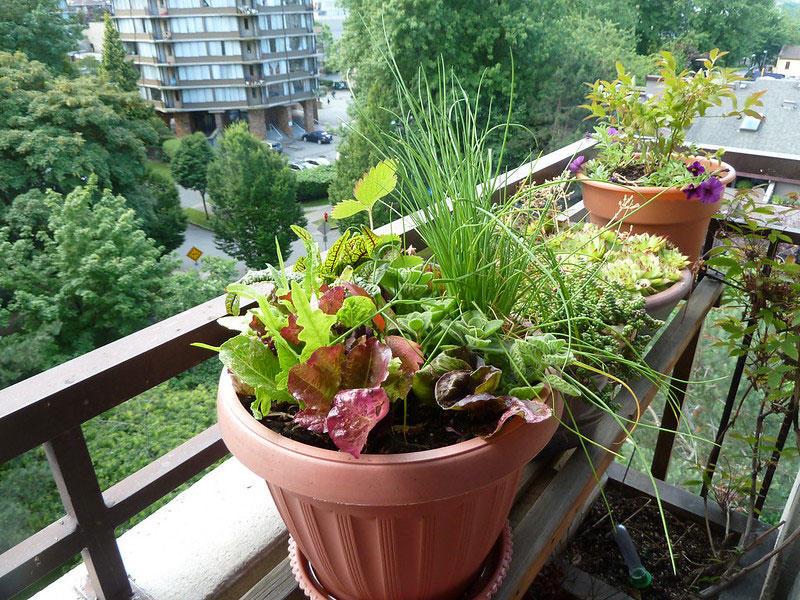 DIY Composter for apartment on balcony with urban vegetable garden 