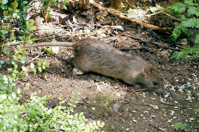 Trash is the biggest factor in rat infestations, researchers say