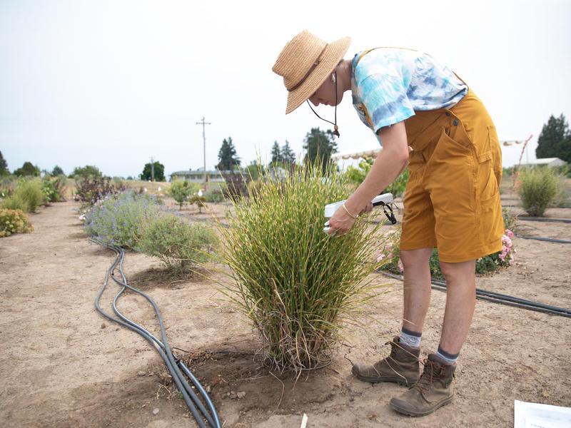 OSU graduate student Scout Dahms-May uses a porometer to measure plant-gas exchange in a Bandwidth Maiden Grass in a climate-ready landscape plant trial.