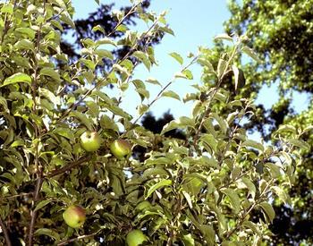 Apple Trees Benefit From Proper Pruning Spring And Summer Osu