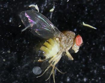 How to Identify the Spotted Wing Drosophila Fly