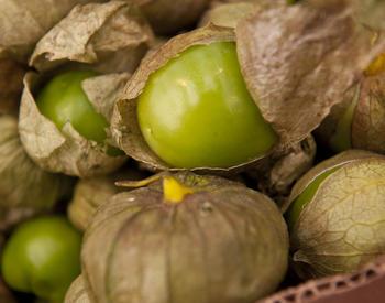 A close-up of several tomatillos shows some with the husks torn away to show the green fruit.