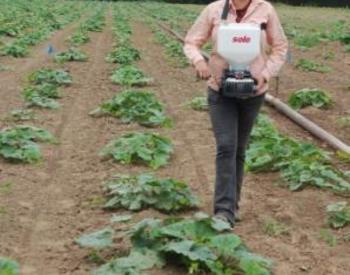 A woman uses a seed broadcaster to plant a cover crop in a butternut squash field.