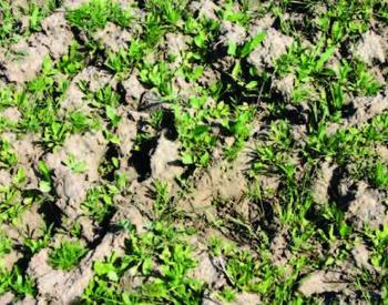 An overhead photo shows pugged soil, with uneven ground and weed growth.