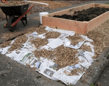 Wood chips on top of newspaper