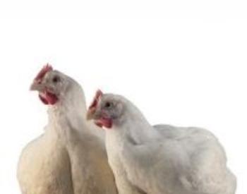 A pair of chickens stand next to each other against a white background.
