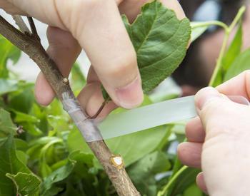 wrapping a grafted fruit tree branch