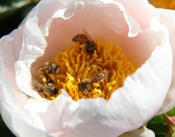 Peonies with bees