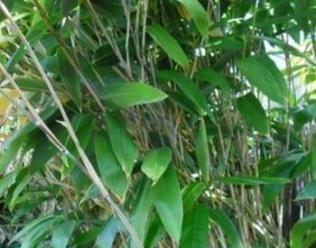 green leaves on bamboo stand