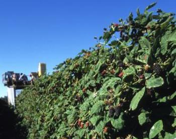 Raspberry harvesting