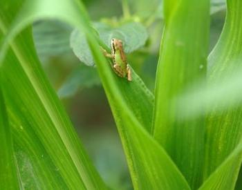 Small frog on a plant