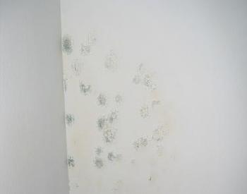 Mold developing on a white wall