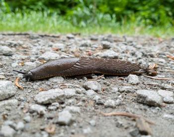 Slug on gravel