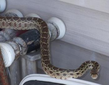 Snake slithering over an object