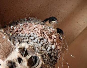 When Is Bird Nest Removal OK?  Wildlife Control and Exclusion