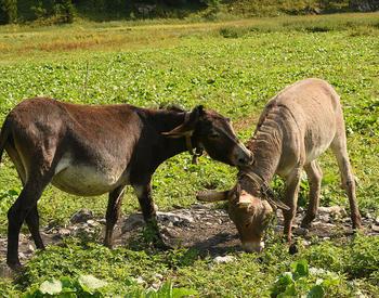 two donkeys in field with one gripping on back of neck of the other who is grazing