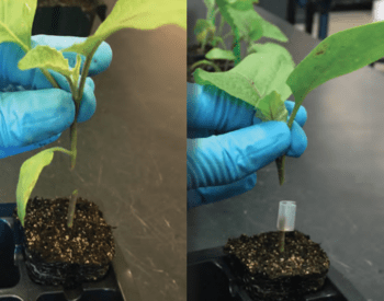 A series of two photos shows how the stems of two plants are grafted together and held in place by a plastic clip.