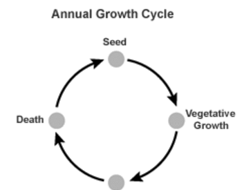 Graphic shows the life cycle of an annual plant: seed, vegetative growth, flower and death.