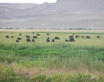 cattle grazing in the distant pasture